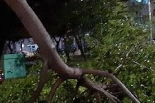 Đi cắm câu, người đàn ông bị cây đè tử vong