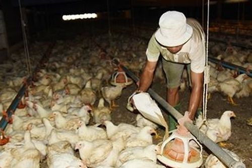 Người chăn nuôi lao đao vì giá gà thịt giảm