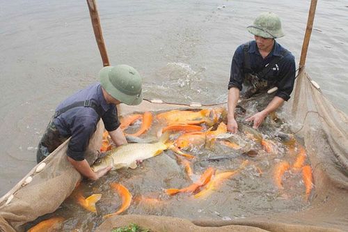 Nuôi trồng thủy sản theo hướng công nghệ cao