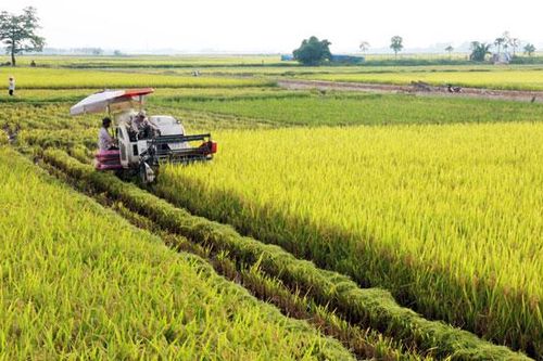 Hà Nội đã thu hoạch 60% diện tích lúa mùa