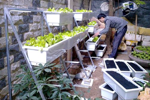 Trồng rau sạch trong nhà - an toàn và hiệu quả