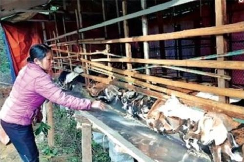 Hỗ trợ nông dân phát triển kinh tế