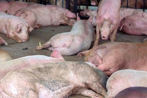 Nghệ An tái bùng phát dịch tả heo châu Phi