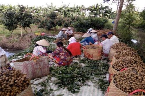 Quỹ hỗ trợ nông dân: Điểm tựa tài chính vững chắc cho nông dân Cần Thơ
