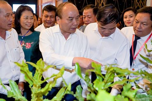 Thủ tướng: Xây dựng chiến lược phát triển cây mắc ca ở Việt Nam
