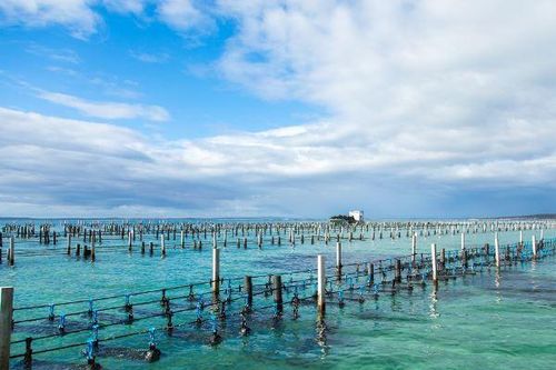 Nuôi hải sản trên biển: Phát triển gắn với thị trường