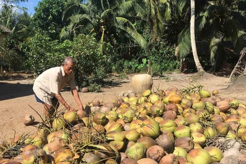 Tiền Giang: Giá dừa khô cao gấp 3-4 lần cùng kỳ năm trước