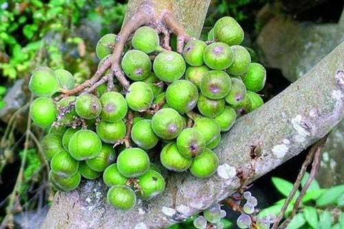 'Thần dược' rẻ tiền kiếm đâu cũng có ngừa ung thư vô cùng hiệu quả mà ai cũng đang thờ ơ, ném bỏ