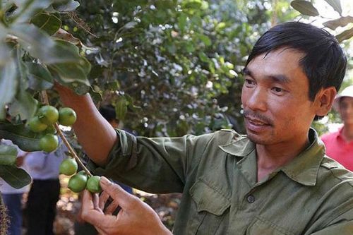 Quả mắc ca và mục tiêu trở thành ngành hàng tỷ đô