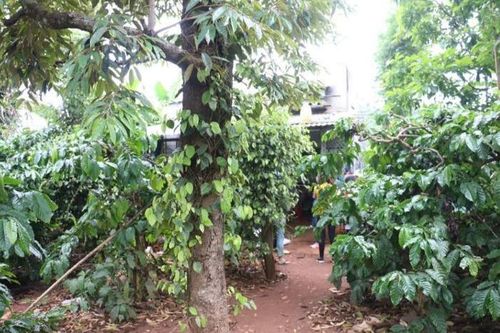 Mâu thuẫn với vợ, người đàn ông đem con gái 3 tuổi vào rẫy cà phê sát hại rồi tự tử