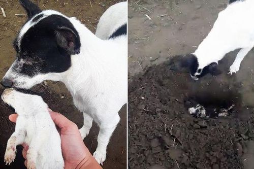 Xúc động cảnh tượng chó mẹ trực tiếp chôn chó con đã chết