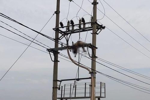 Phát hiện thi thể người đàn ông trung niên trên cột điện cao thế ở Hải Phòng