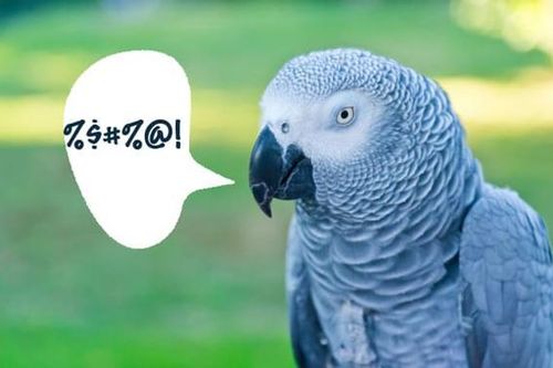 Hùa nhau chửi bới du khách, 5 con vẹt láo lếu bị vườn thú Anh 'khóa mõm'