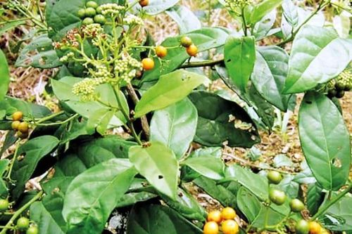 Uống nước xạ đen chữa ung thư gan?