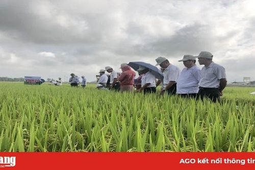 Trồng VNR20, Dự Hương 8: 2 giống lúa năng suất khủng 'vững chân' trên cánh đồng Mường Thanh