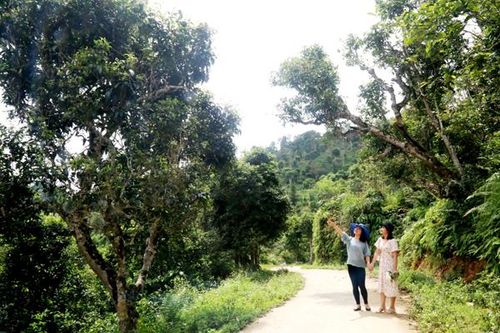 Ngược xứ Mường 'thưởng' Cao Sơn trà