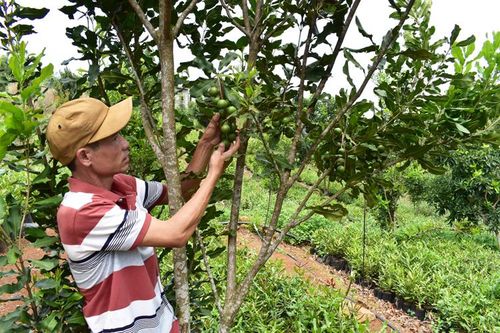 Phát triển 1.600 ha hữu cơ - giải pháp trong 5 năm