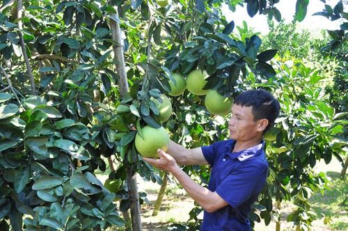 Nông dân Thắng Quân sử dụng vốn vay hiệu quả