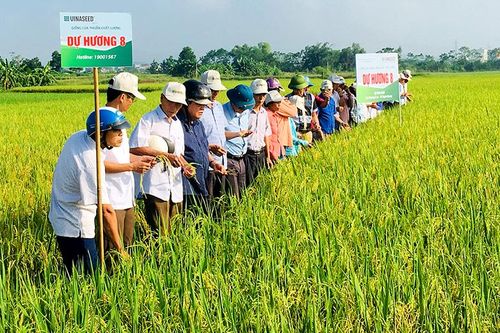 Năng suất lúa Dự Hương 8 và VNR20 cao hơn các giống lúa khác đến 14 tạ/ha