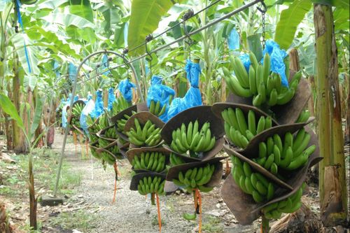 Quy trình thu hoạch chuối bằng cáp treo