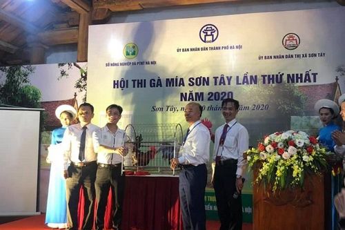 Chung kết hội thi gà Mía Sơn Tây: Chú gà thắng cuộc được bán đấu giá 27 triệu đồng