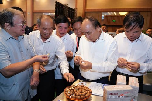 Cây mắc ca Việt Nam có thể 'đi sau nhưng phải về trước' để đứng đầu