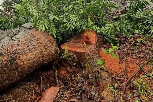 Cà Mau: Chủ tịch huyện Thới Bình thua kiện vì 'không cho' người vi phạm giải trình
