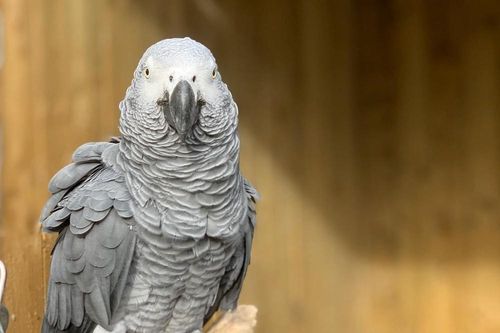 Đàn vẹt bị nhốt vì dạy nhau nói bậy, rồi cùng chửi bởi khách tham quan