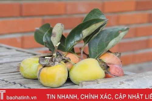 Hồng ngon nhất Hà Tĩnh lại mất mùa, người tiêu dùng muốn mua cũng chịu!