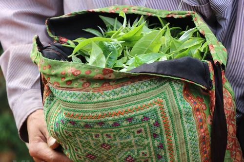 Săn 'vàng xanh' giữa lưng chừng núi quanh năm mây phủ