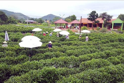 Góp phần nâng cao chất lượng chè Tân Cương, Thái Nguyên