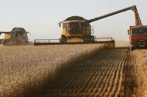 Nga khẳng định sức mạnh chi phối trên thị trường lúa mỳ