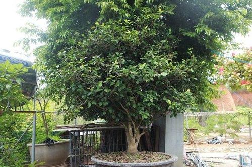 Choáng váng những cây trà nhìn như cây dại được ngã giá tiền tỷ