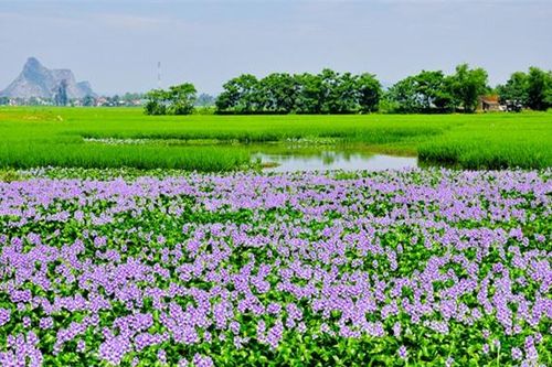 Cây độc: Lục bình rất hữu ích cho môi trường, nhưng toàn thân cây lại chứa độc