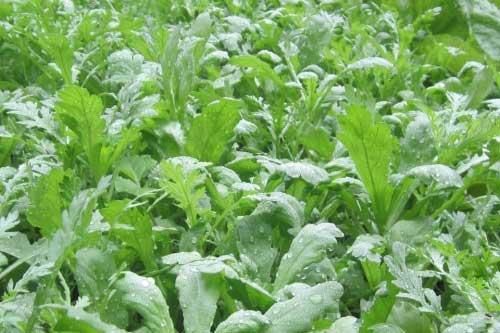 Vì sao cải cúc được mệnh danh là món 'rau Hoàng đế', 'vua của các loại rau'?