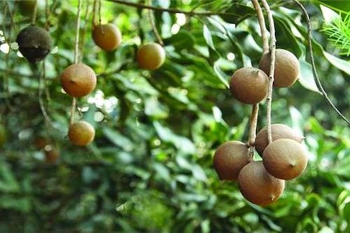 Lời giải cho bài toán phát triển cây mắc ca