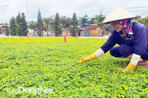 Sắc xanh trên thành phố trẻ