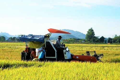 Trĩu hạt những mùa vàng