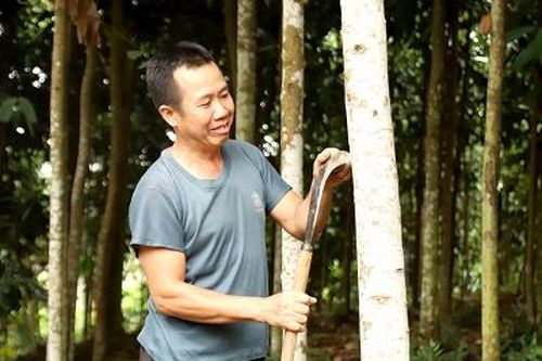 Cây dược liệu làm giàu