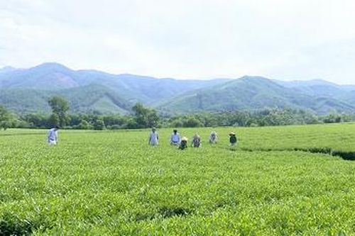 Nâng cao đời sống người lao động ở công ty chè Yên Sơn