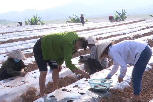 Triển vọng từ mô hình sản xuất cây dược liệu