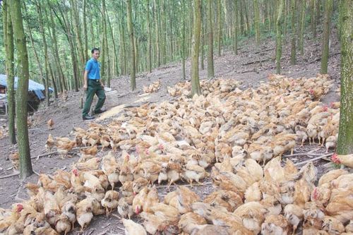 Phát triển kinh tế từ nuôi gà thả đồi