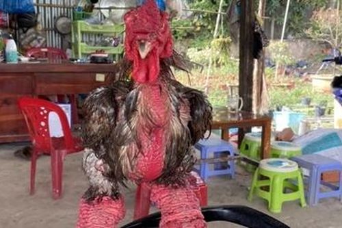Truy tìm kẻ bắt trộm chú gà Đông Tảo