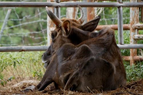 Vì sao đàn bò tót lai ở Ninh Thuận bị bỏ đói, gầy trơ xương?