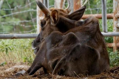 Bò tót bị bỏ đói trơ xương ở Ninh Thuận: Sao không tặng luôn cho dân nuôi?