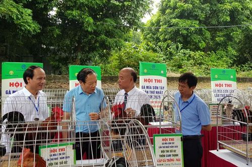 Đẩy mạnh quảng bá thương hiệu gà Mía Sơn Tây