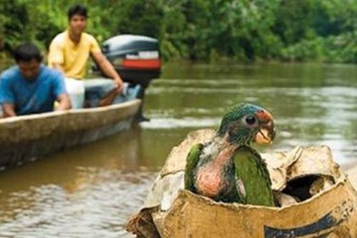 Mỹ Latin: Buôn lậu động vật hoang dã hoành hành theo COVID-19