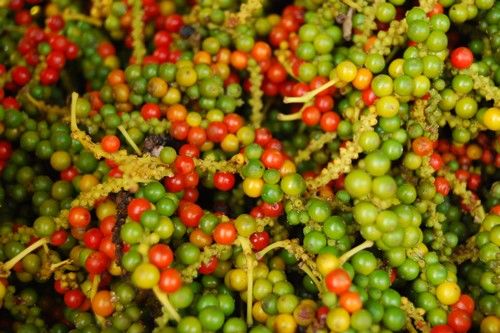 Giá tiêu hôm nay 1/10: Giá tiêu tháng 9 tăng nhẹ, Việt Nam giữ vững vị trí trên thị trường thế giới