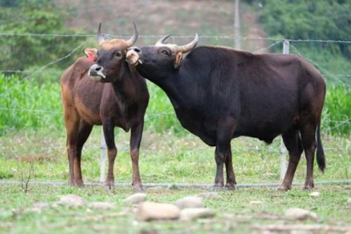 Thời hoàng kim của thế hệ 'hậu duệ' bò tót rừng ở Ninh Thuận