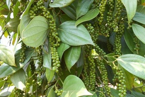 Giá hồ tiêu hôm nay 1/10: Tiếp tục đi ngang phiên đầu tháng